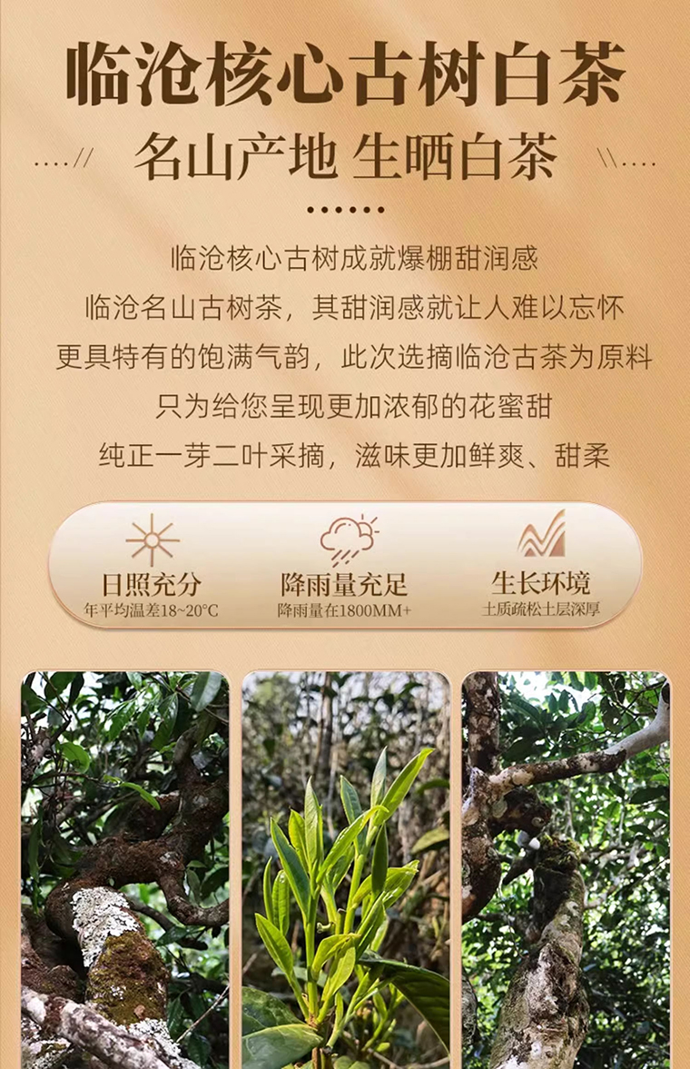 冰岛老寨白茶详 (7)