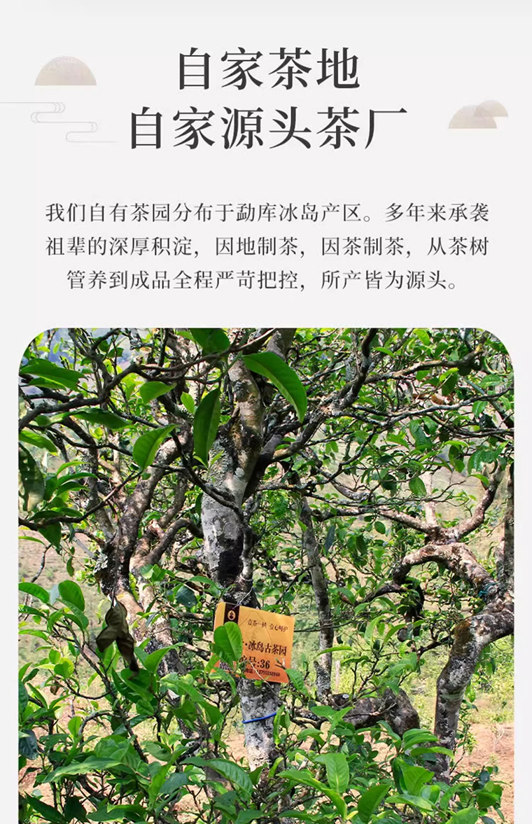 红茶龙珠7