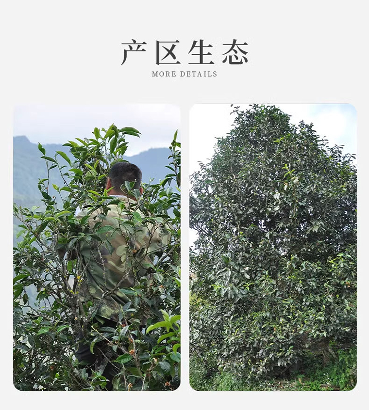 红茶龙珠3