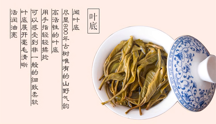 须立贡茶详 (2)