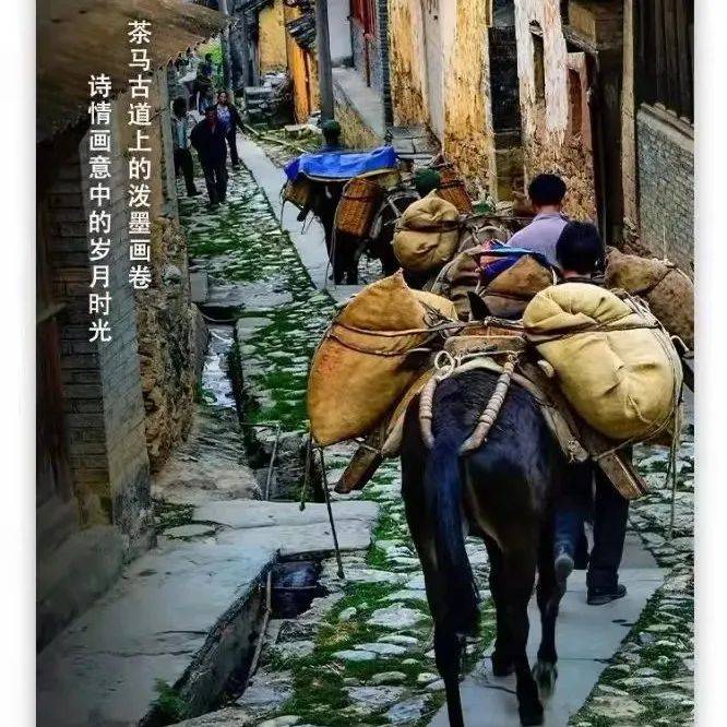 From "Keep Running(Running man)" to the Millennium Ancient Road: Decoding the Civilization Genes and Modern Rebirth of the Tea-Horse Trade